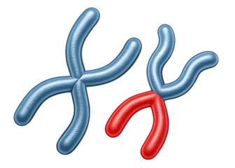 Chromosome X and Y with Red Segment on Background x chromosome y chromosome isolated on a transparent background