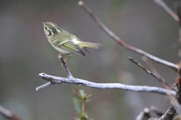 The lemon-rumped warbler or pale-rumped warbler (Phylloscopus chloronotus) is a species of Old World warbler in the family Phylloscopidae.