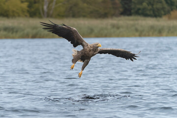 White tailed eagle - haliaeetus albicilla - in flight to catch fish with spread wings with water in background. Photo from Szczecin Lagoon in Poland