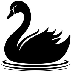 black swan on white vector 