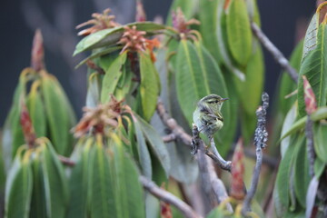 Naklejka premium The lemon-rumped warbler or pale-rumped warbler (Phylloscopus chloronotus) is a species of Old World warbler in the family Phylloscopidae.