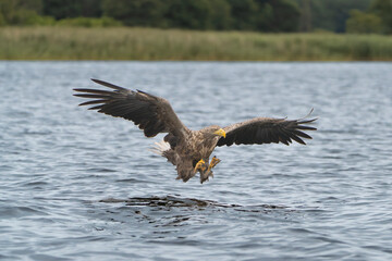 White tailed eagle - haliaeetus albicilla - in flight to catch fish with spread wings with water in background. Photo from Szczecin Lagoon in Poland