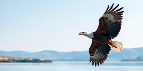 Majestic eagle in flight over tranquil landscape, light blue background,  raptor,  soaring