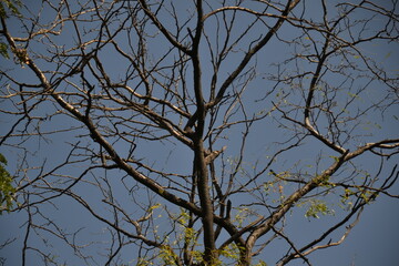tree branches against blue sky