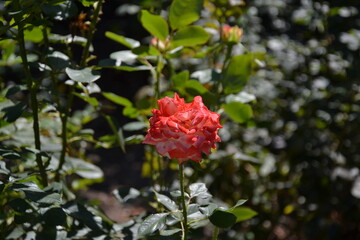 red rose bush