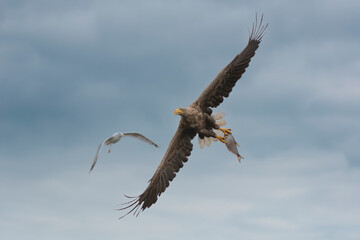White-tailed eagle - Haliaeetus albicilla soars through sky with outstretched wings, clutching freshly caught fish in its talons over the Szczecin Lagoon. In  background  seagull follows closely.