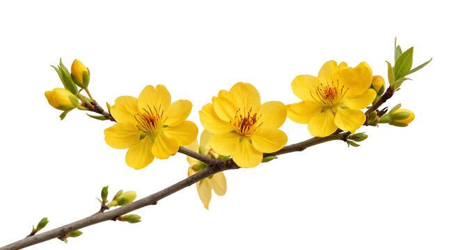 Yellow mai flower branch isolated on black background vibrant spring floral photograph decor