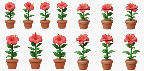 Twelve hibiscus plants with coral-colored flowers in terracotta pots arranged in two rows on a transparent background.