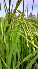 Rice Plant in the Field