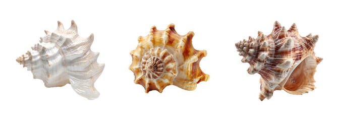 Fototapeta premium Three detailed, high-quality seashell images with intricate patterns and natural colors, perfect for beach-themed designs. PNG set Transparent background