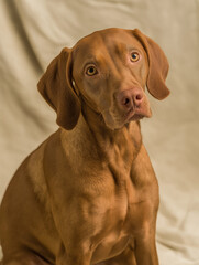 Vizsla with an Inquisitive Expression against a Neutral Backdrop