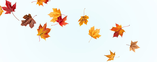 PNG Falling leaves, autumn foliage on transparent background, beautiful background Overlay orange and gold leaves. Vector maple leaf, png, flying foliage from tree.