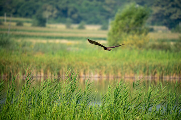 Rohrweihe von Mlasche/Duscheti