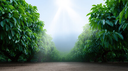 Peaceful avocado orchard path with lush green tree and morning sunlight. Serene wide shot of farm background showing tranquil growth and bright, hopeful light