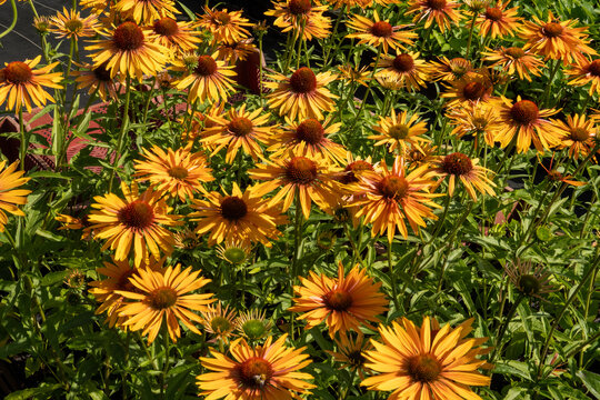 Yellow coneflowers blooming in sunny summer garden - Powered by Adobe