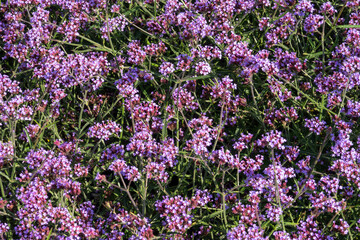 Naklejka premium Verbena bonariensis flowering in a vibrant purple summer garden