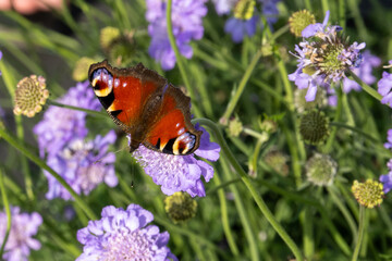 Peacock butterfly feeding on purple scabiosa flower
