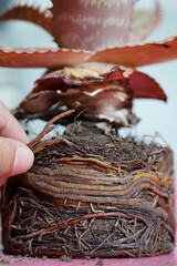 
person holding aloe vera plant with roots