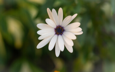 Osteospermum fruticosum, white flower with dark purple center, close up 2