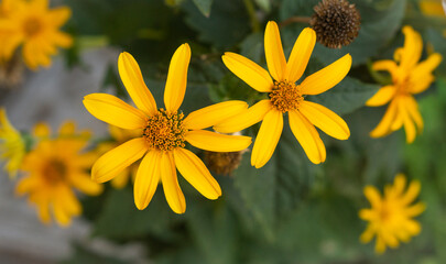 African bush daisy on a bush in full bloom