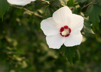 White hibiscus flower on a green background
