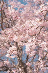 満開の桜の写真