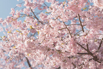 満開の桜の写真