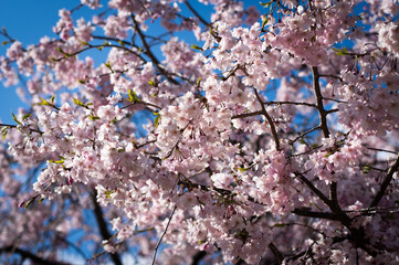 満開の桜の写真