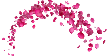 red and pink rose petals trail on transparent background,  omantic flower valentine love and marriage