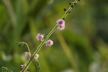 Close Up of Mimosa Pudica Pink Flowers in Nature
