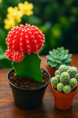 Fototapeta premium AI-Generated image of a vibrant red grafted moon cactus in a black pot, surrounded by smaller green succulents in terracotta pots.