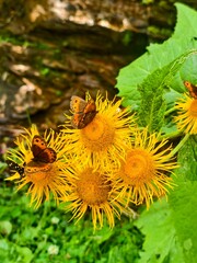 Bright Yellow Flower Cluster With Orange Butterflies