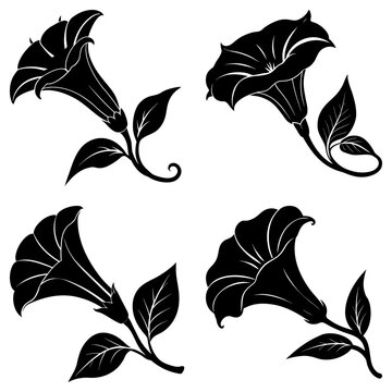 Four black and white datura flower illustrations with leaves and stems on a white background art