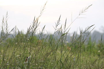 Naklejka premium grass in the wind