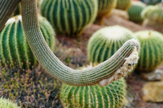 Golden Barrel Cactus - Echinocactus grusonii cactus in a greenhouse