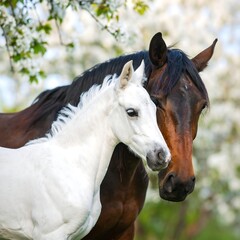 Fototapeta premium Two horses, foal and mare, under blossoming trees