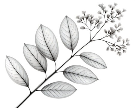 Branch with Large Translucent Leaves and Ginkgo-like Flower Clusters plant flowers isolated on a transparent background