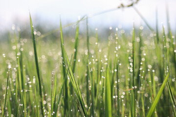 Fresh morning dew drops on green grass field shining under sunlight