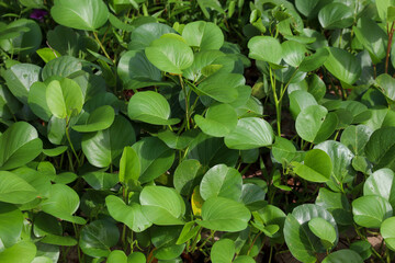Fresh green tropical leaves growing naturally in outdoor environment with sunlight