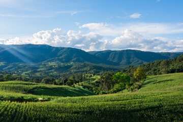 Obraz premium Aerial view of rice terraces and village in Loei province, Thailand.