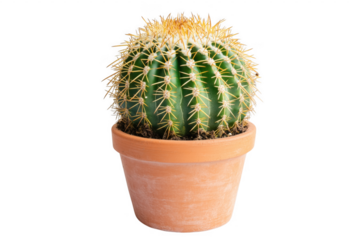 A close up view of a single green barrel cactus in a terracotta pot
