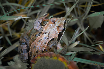 Close up of brown frog sitting in grass with natural camouflage, detailed amphibian macro in wildlife habitat, nature, ecology and environmental concept