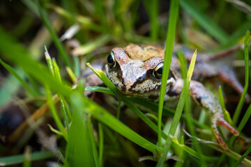 Close up of brown frog hiding in green grass with big eyes, detailed amphibian wildlife macro in natural habitat, ecology, nature and environmental concept