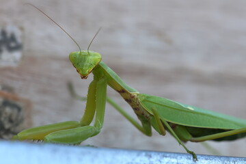 in attesa