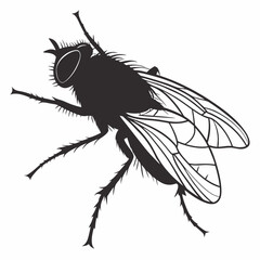 fly isolated on white background