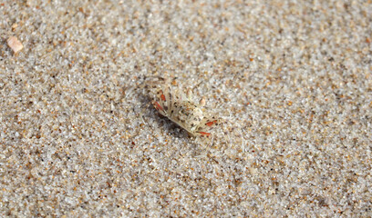 Small Sand Crab Crawling On Beach Sand Close Up