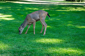 Tacoma Park Deer 5
