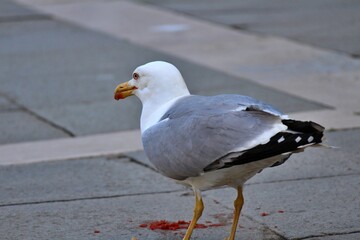 A common gull at Piazza San Marco in Venice, Italy