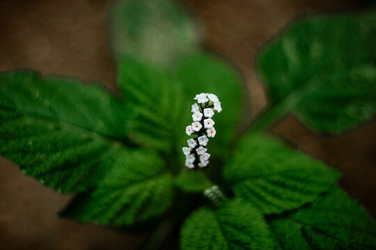 a weed that has beautiful small white flowers in groups and leaves like spinach leaves