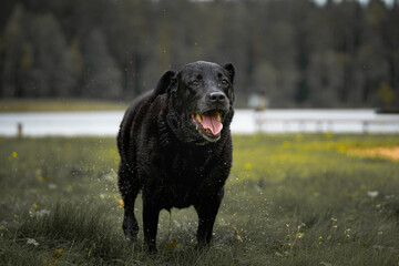 Wet black Labrador retriever running on grass after swimming in lake, happy dog with open mouth and...